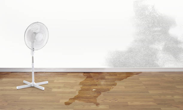 Best Professional water damage repair  in Whitehorn Cove, OK